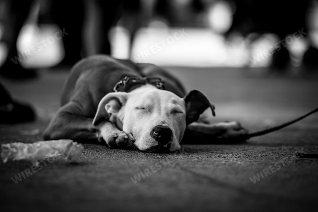 A grayscale shot of a cute domestic dog sleeping in the street