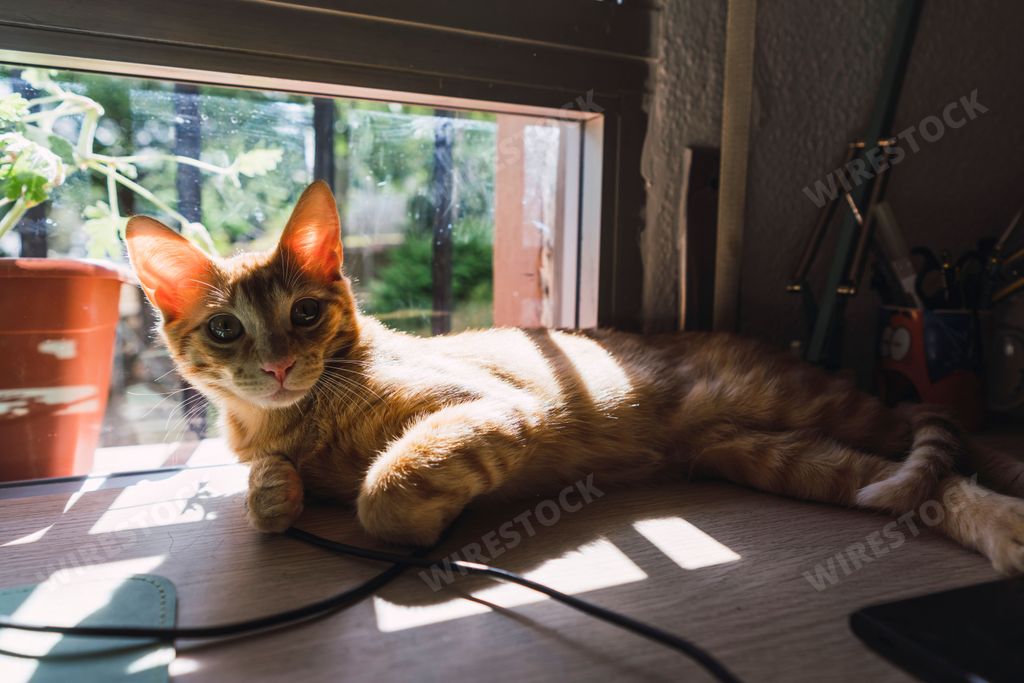 A closeup of orange cat lying and looking at camera