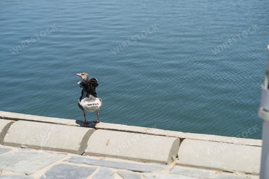 A closeup of a cute little duckling drying itself and flapping its wings next to a lake on a sunny day