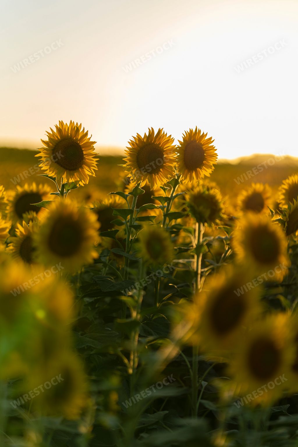 A vertical selective shot of beautiful sunflowers blooming under the sun