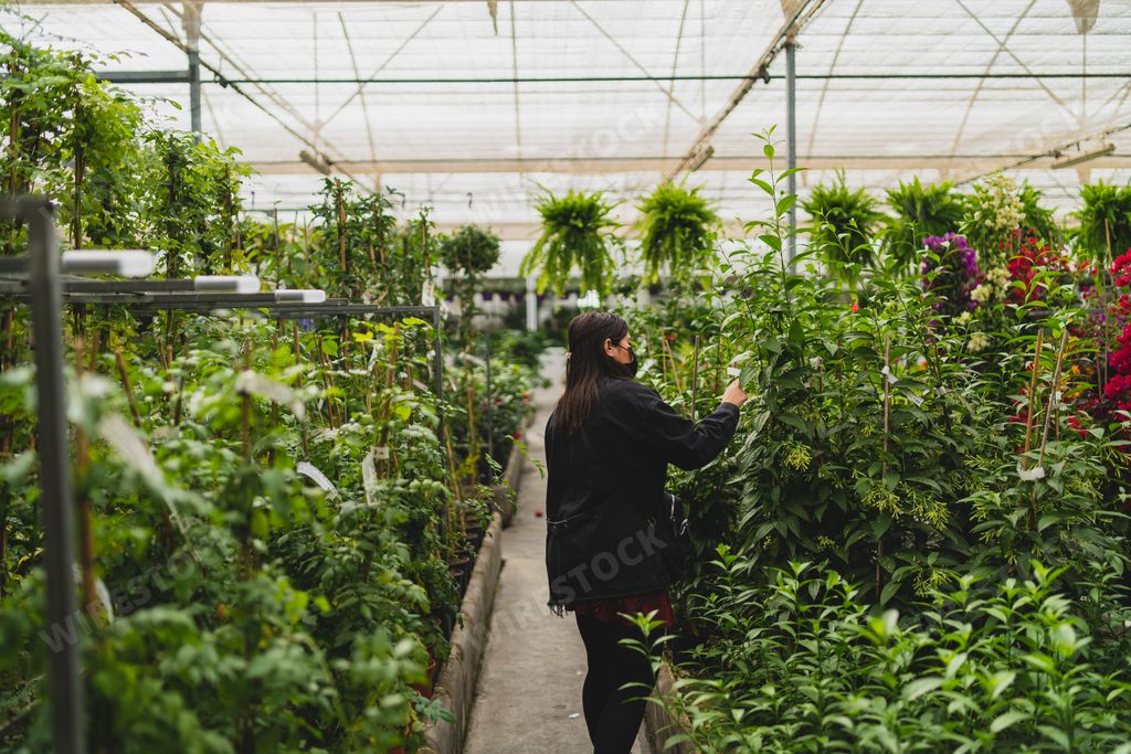 A Caucasian young woman wearing a face mask looking at the exotic plants in the  greenhouse