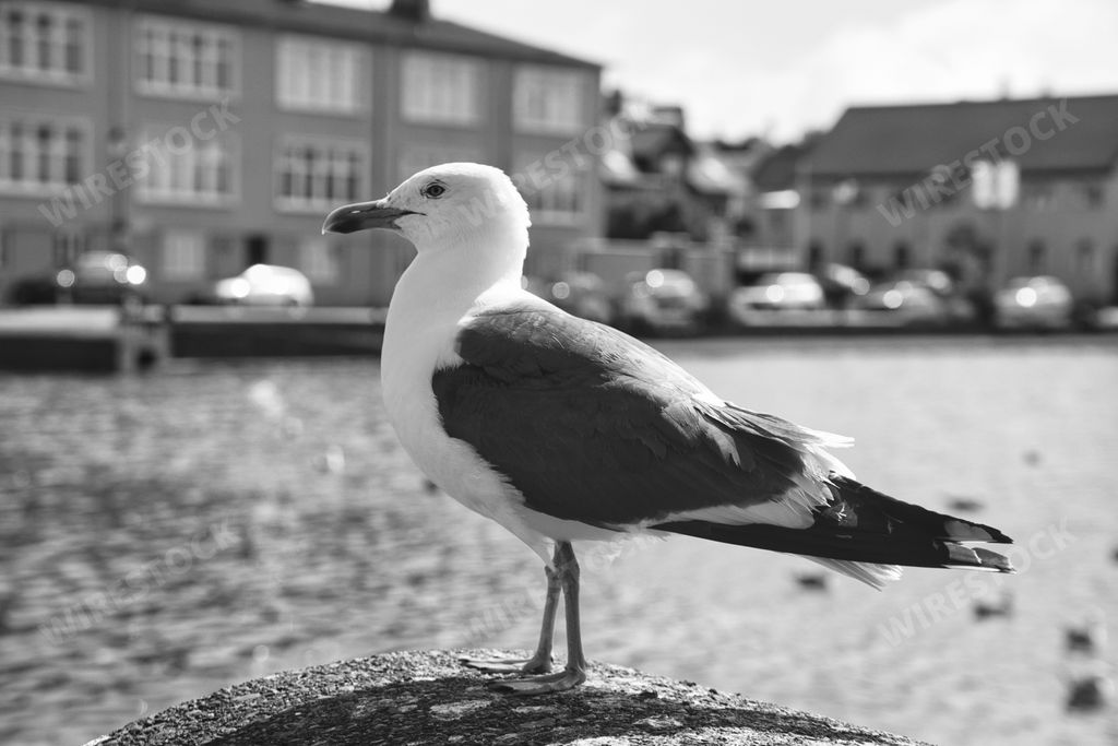 A grayscale shot of a gull on a rock on the coastime