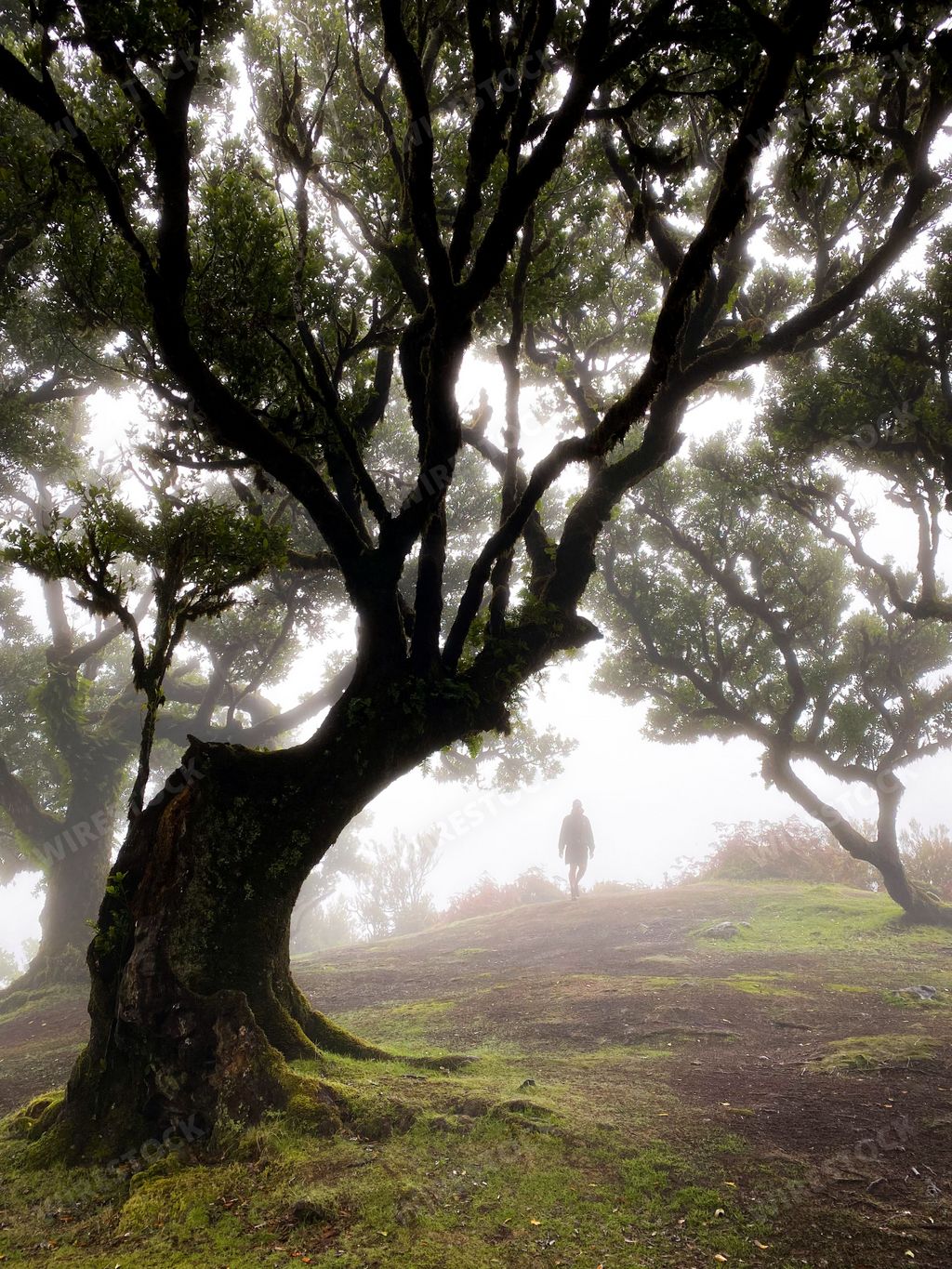 The Laurisilva of Madeira is an outstanding relict of a previously widespread laurel forest type.