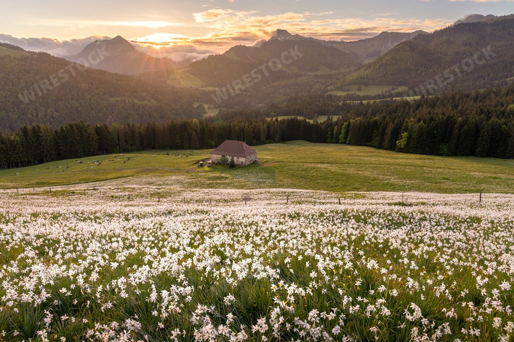 Sunrise on a bloomed narcissus field with mountains in the background in Les Pleiades, Switzerland