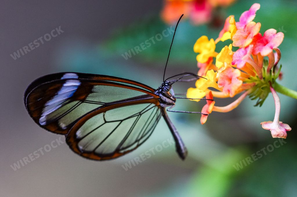 Macro photography of a transparent butterfly foraging a colourful flower