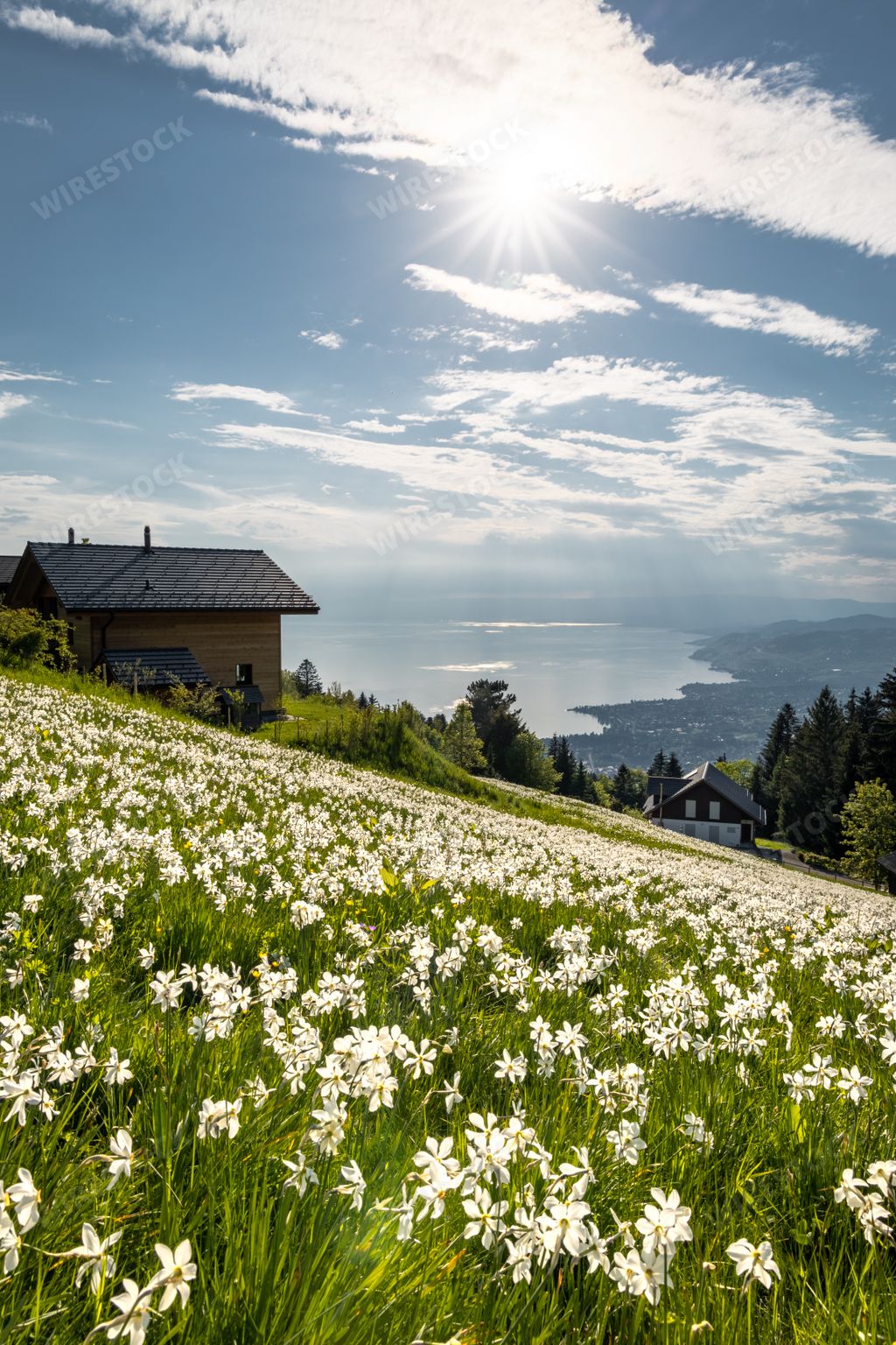 Beautiful narcissus field in spring with a view on the Geneva lake in Montreux, Switzerland