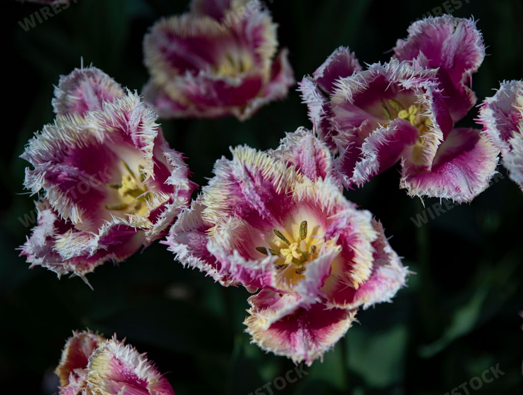 A close-up shot of pink fringed tulip Queensland growing in the garden
