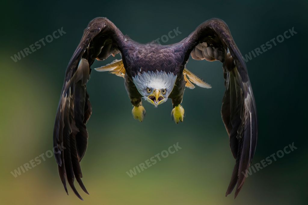 A majestic eagle is gliding majestically across the sky with its wings outstretched