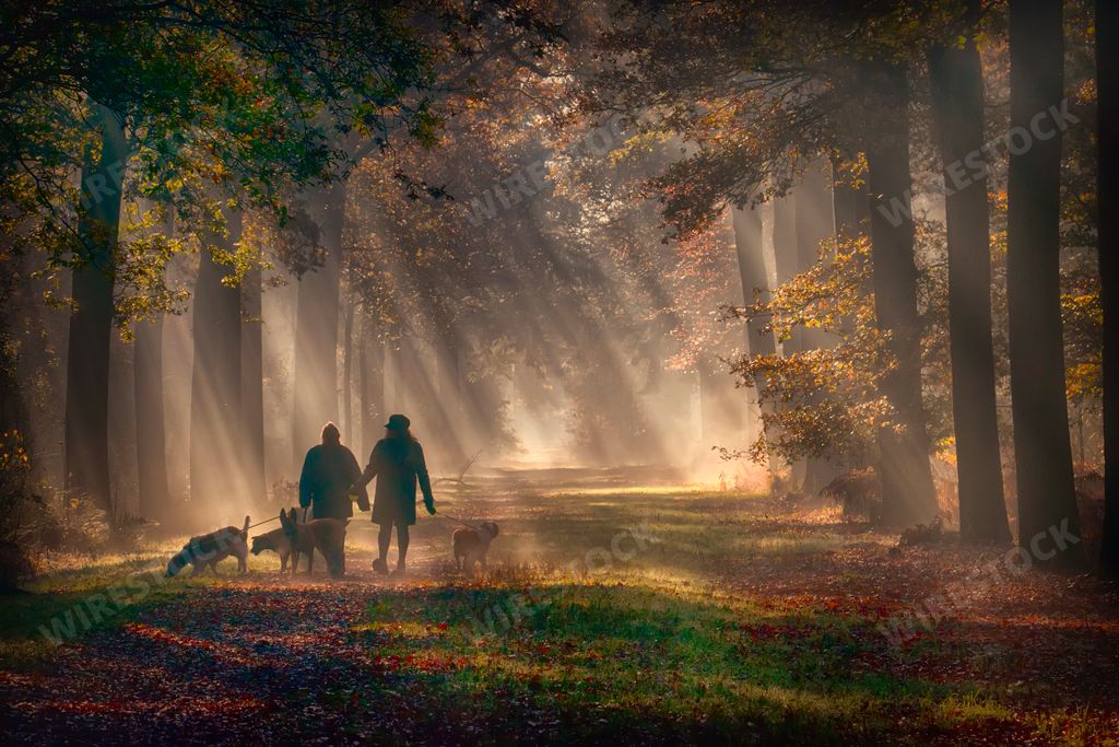 A pair of people walking their dogs in a forest with sun rays shining through trees