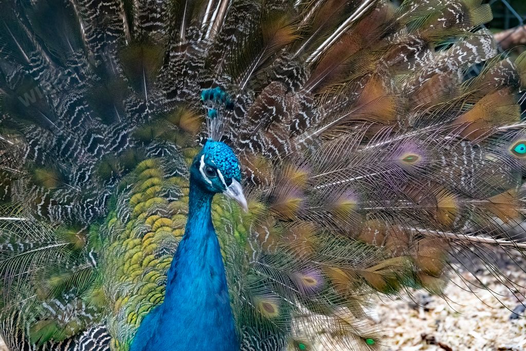 A closeup shot of the colorful peacock bird with the opened tail looking away