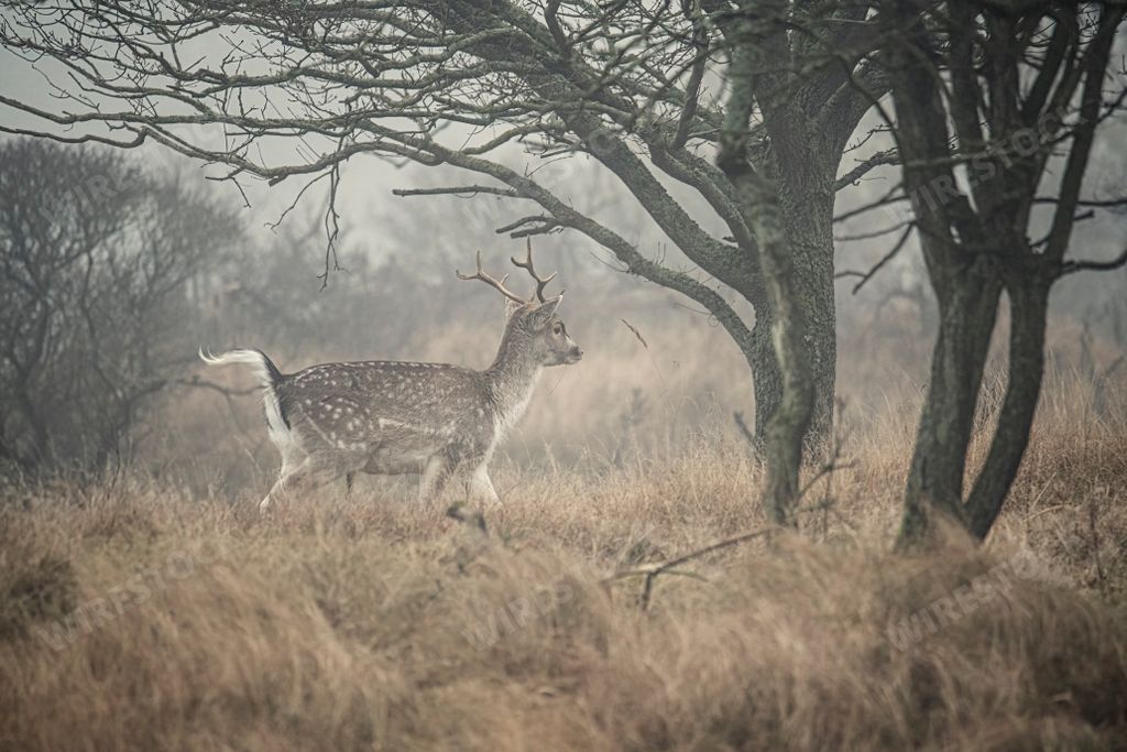 A scenic view of a dama deer with horns in the woods