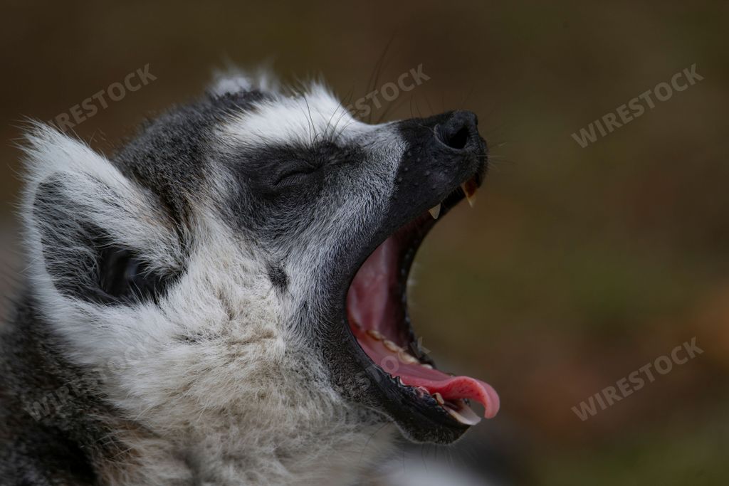 A Close up photo of a Ring-tailed Lemur (Lemur catta) with its mouth open, showing off its sharp teeth