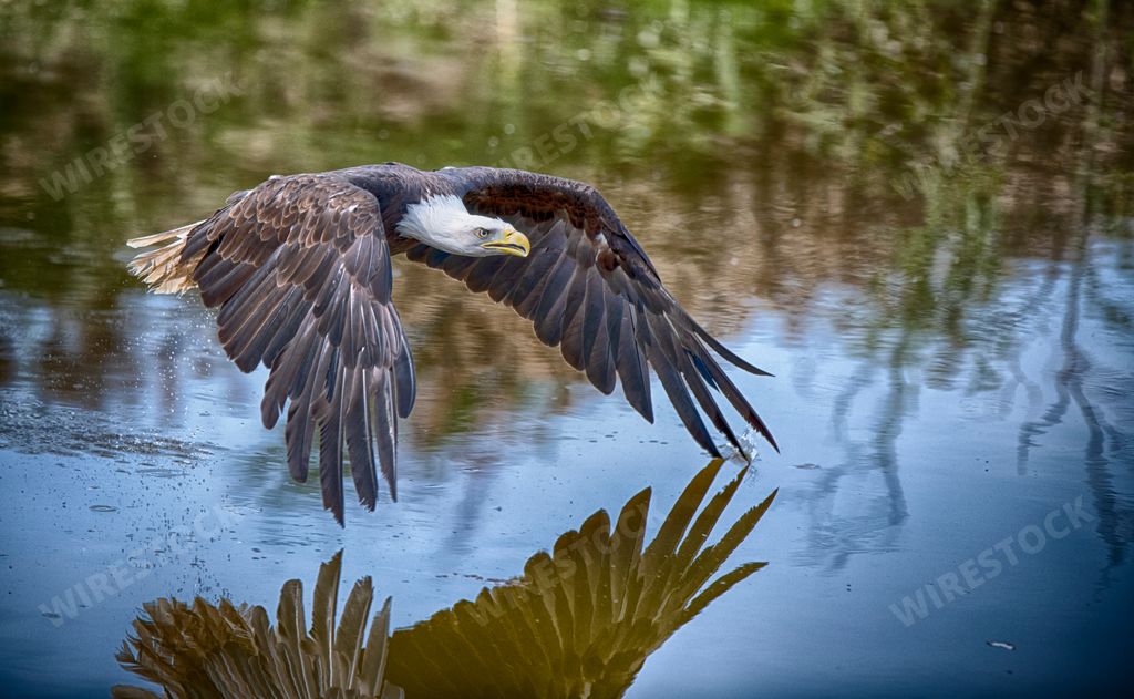 A closeup shot of a white-tailed eagle flying above the water