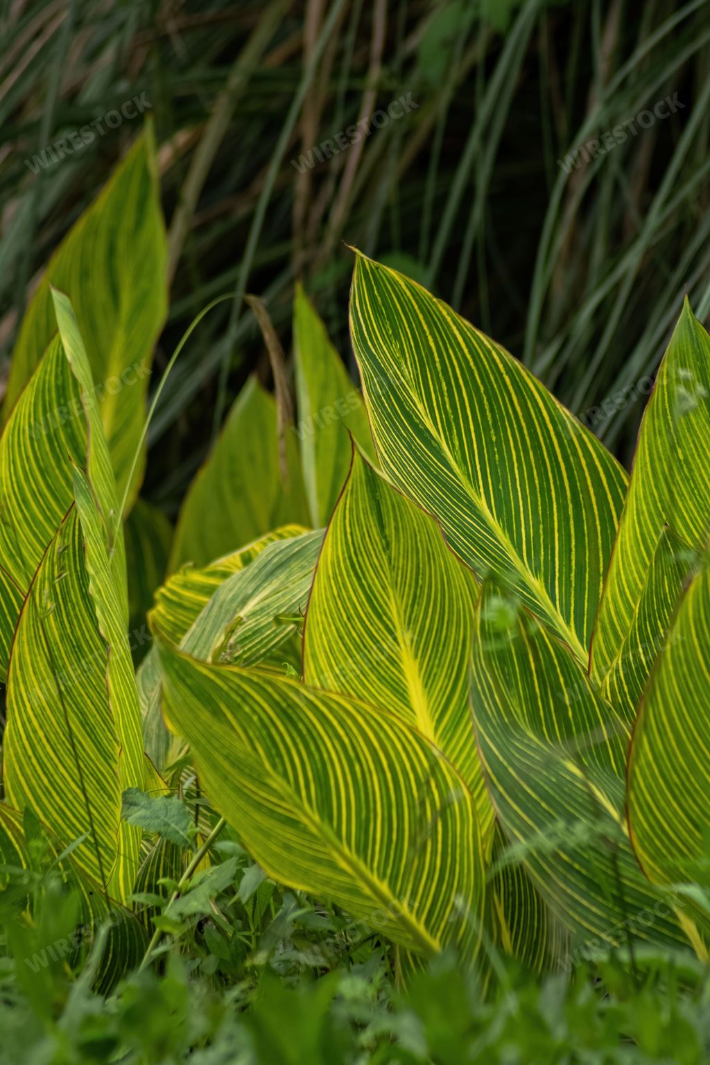 A vertical closeup shot of green canna leaves in Qinglonghu Park, Sichuan Province, China