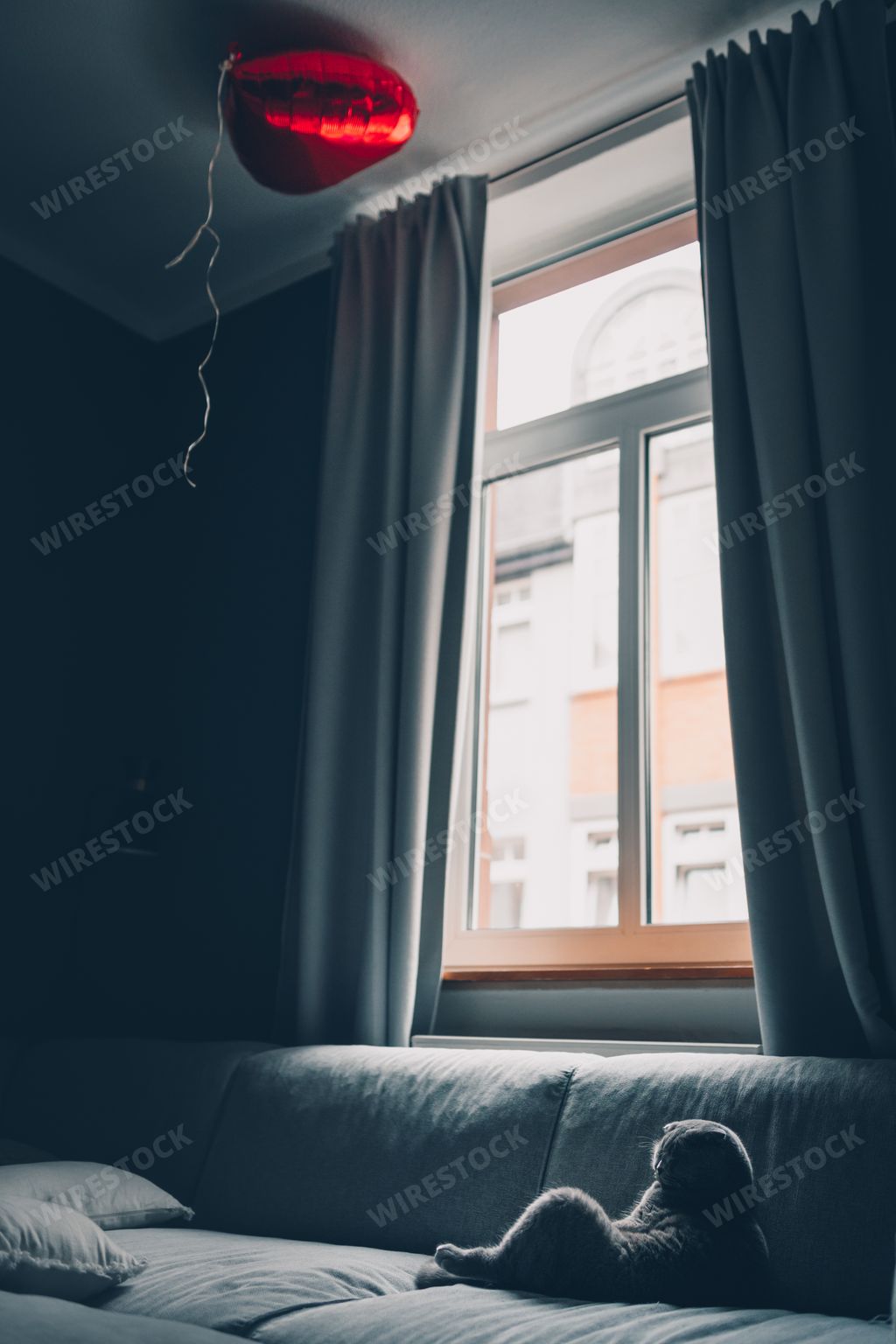 A vertical shot of a scottish fold cat lying on the sofa at home