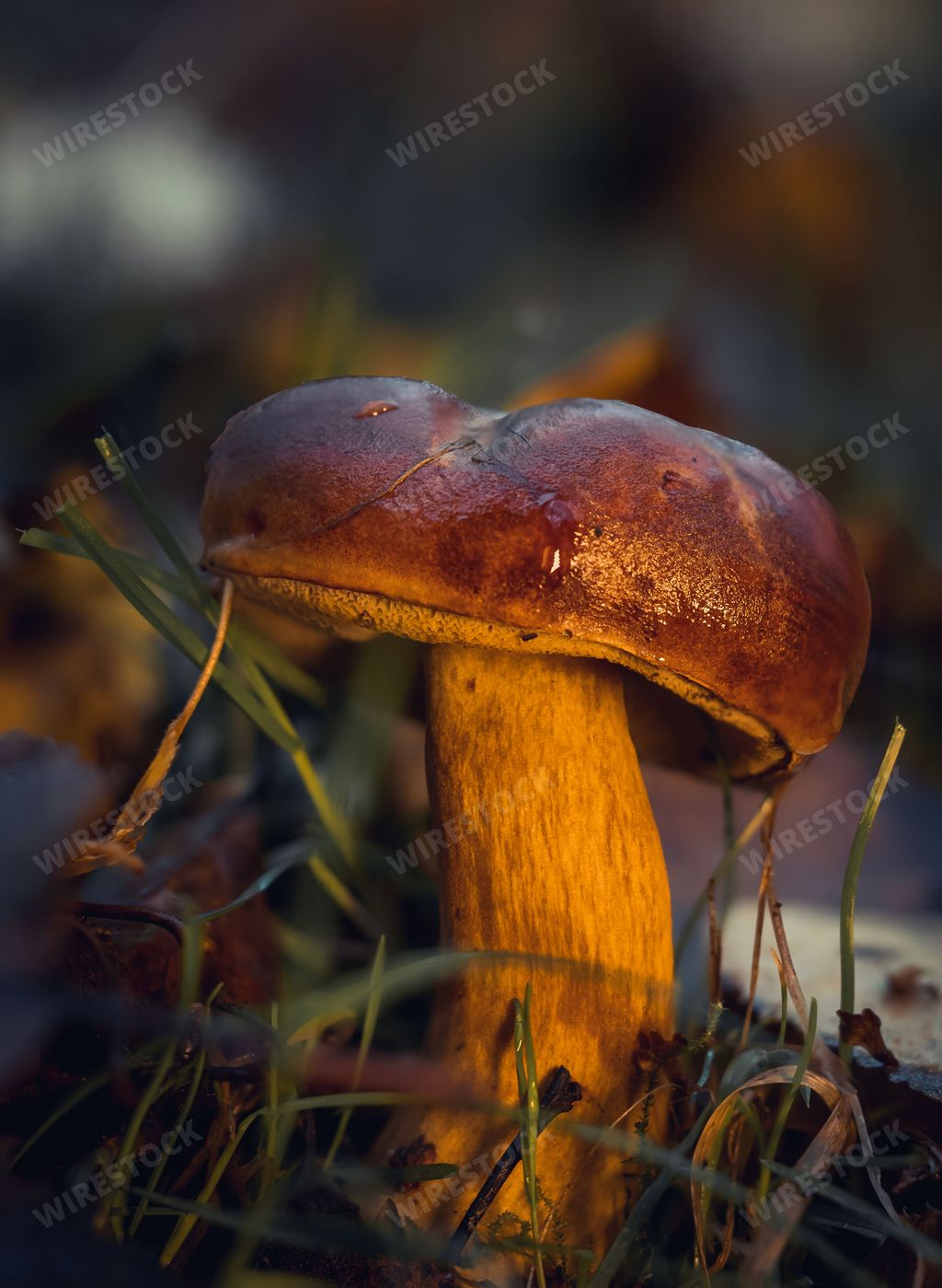 A vertical closeup of Imleria badia, commonly known as the bay bolete.