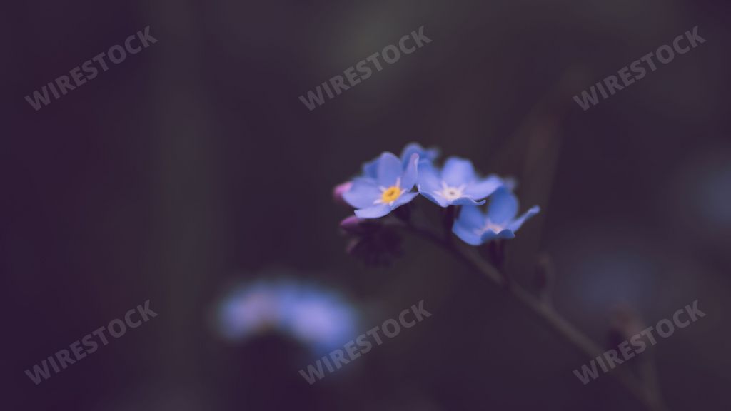 A closeup shot of forget me not flowers