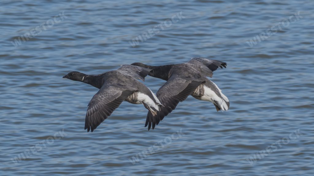 Two black geese in flight in Frampton Marsh nature preserve in Wyberton, England, the UK