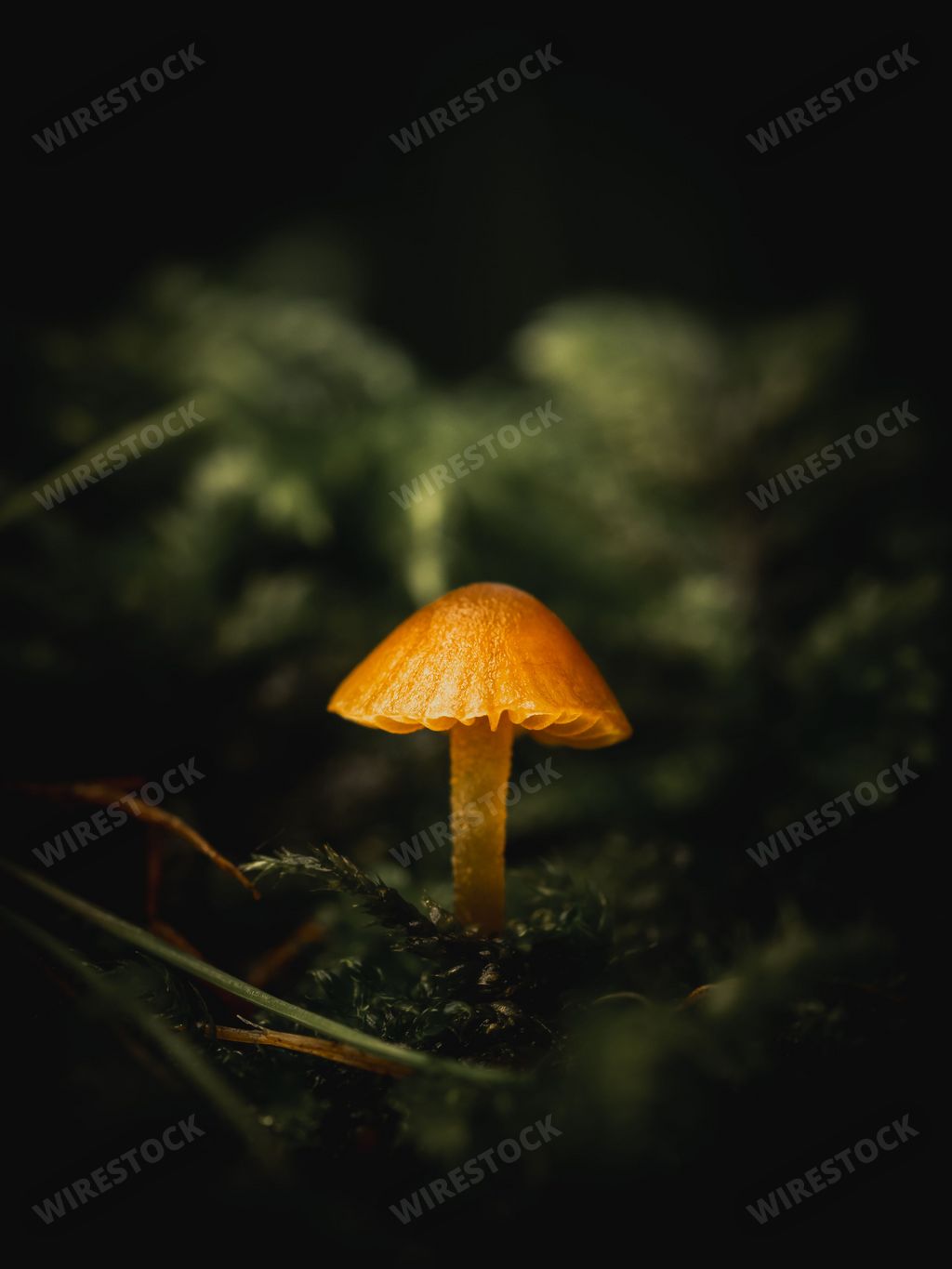 A vertical closeup of Galerina calyptrata, also known as the tiny bog Galerina.