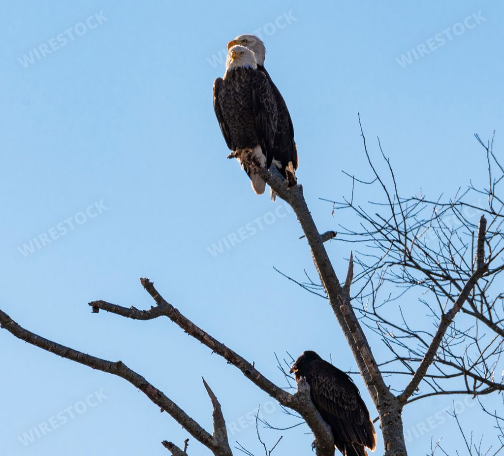 A low angle shot of bald eagles perched on a branch of a leafless tree against a clear blue sky