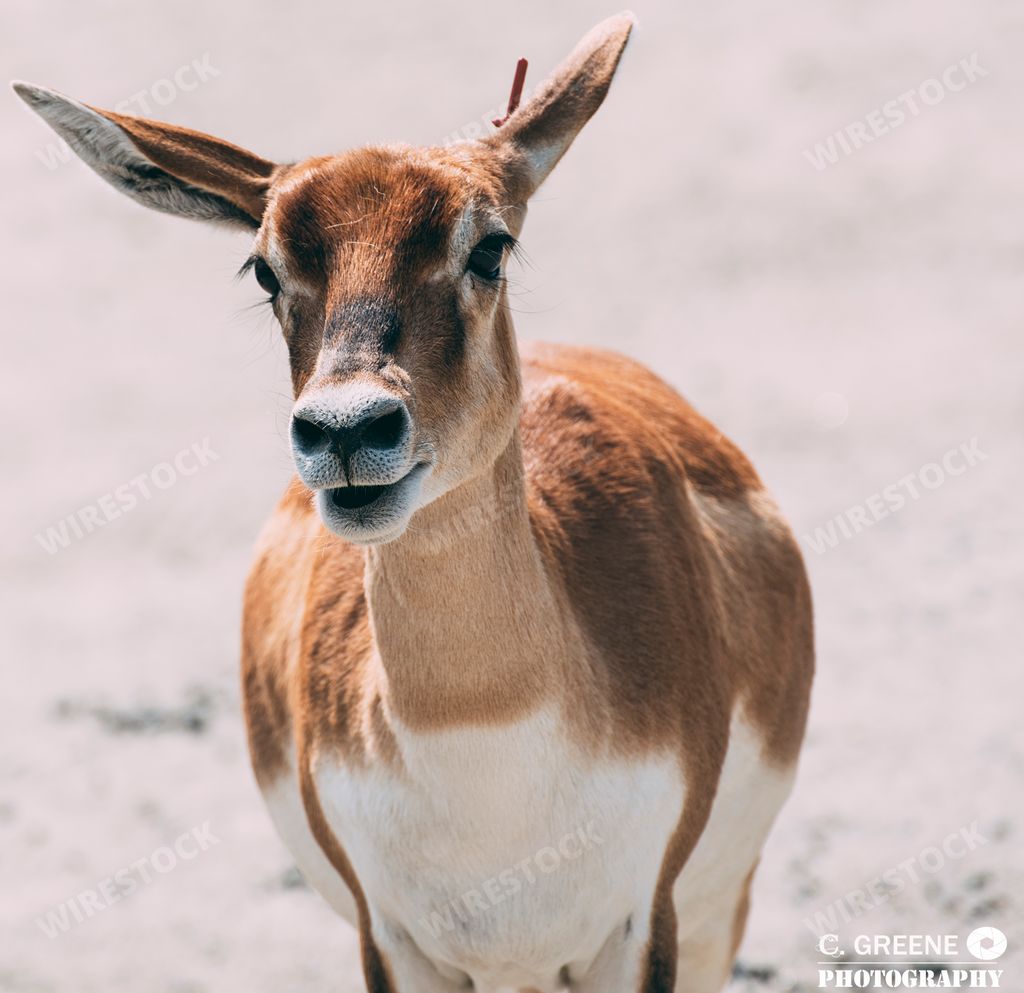A closeup shot of a beautiful deer on a field