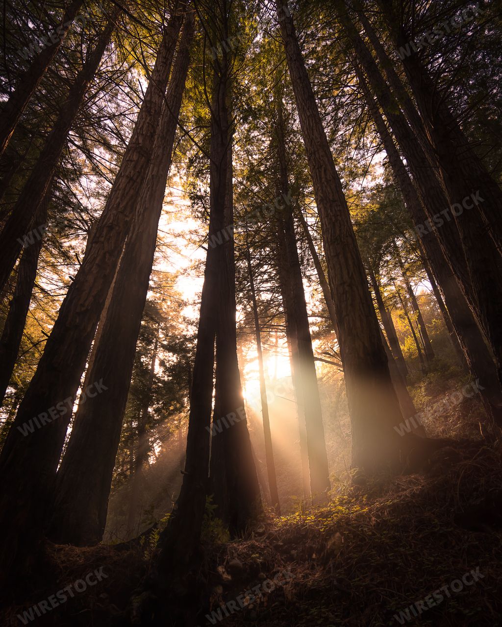 The sun shining through the trees in Limekiln State Park, California