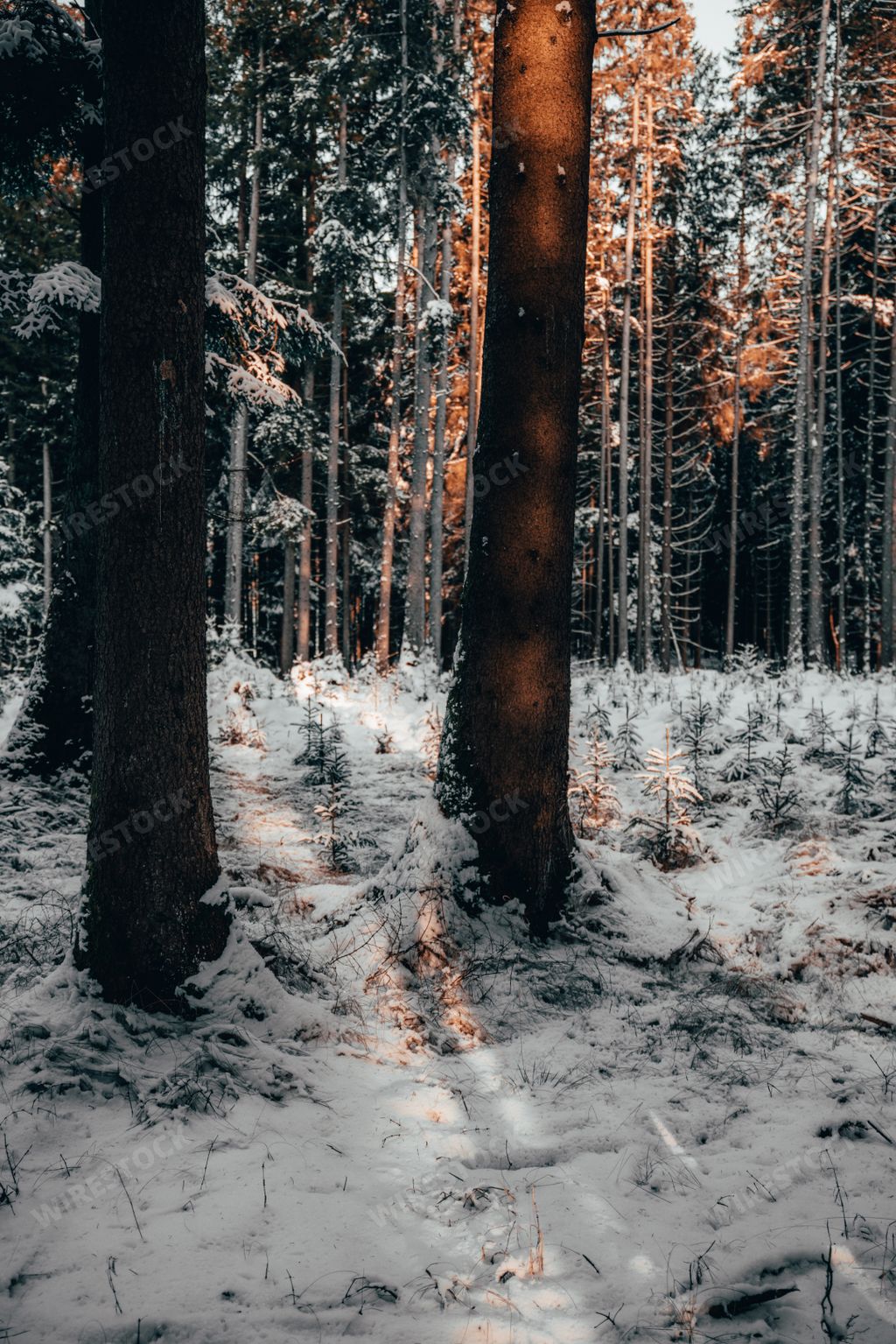 A beautiful forest in Bavaria with trees covered in the snow on a sunny winter day