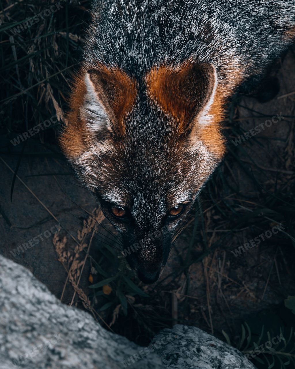 A closeup of a beautiful grey fox looking at the camera