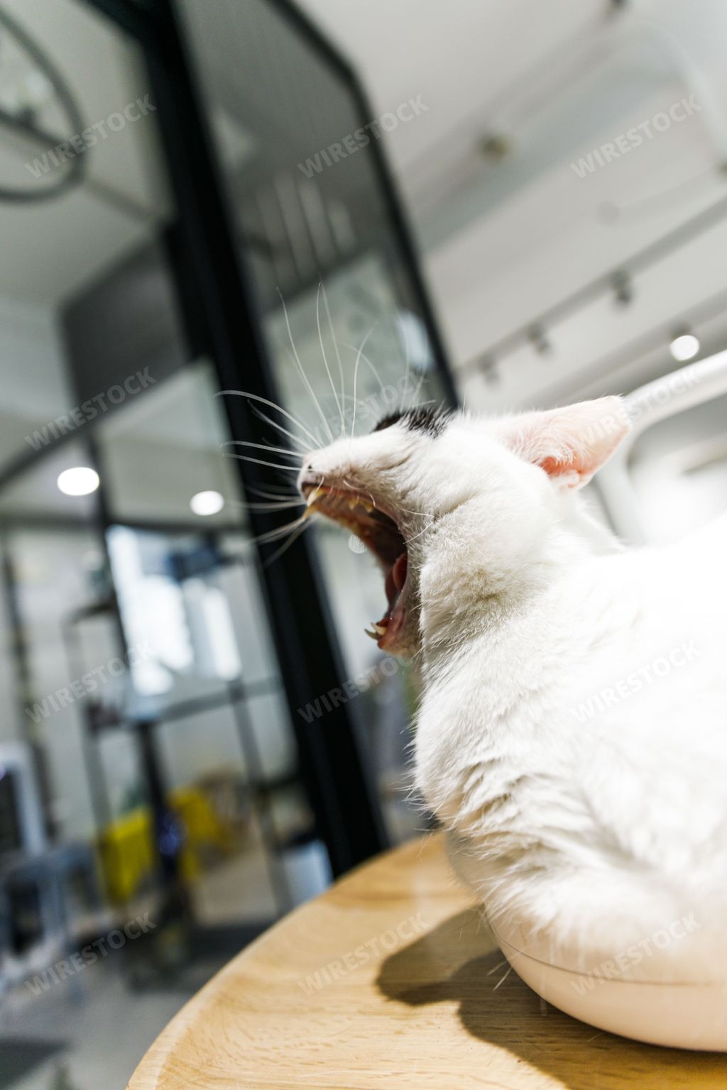 A cat yawning at a cat cafe in Shanghai