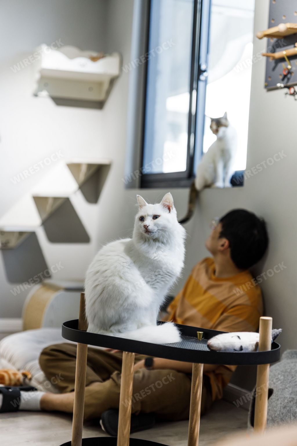 A vertical shot of people and cats at a cat cafe in Shanghai