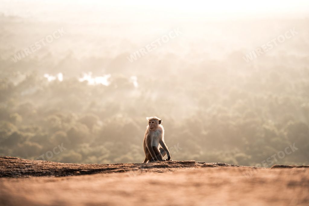 A natural view of a monkey on Pidurangala Rock in Sri Lanka during Sunrise