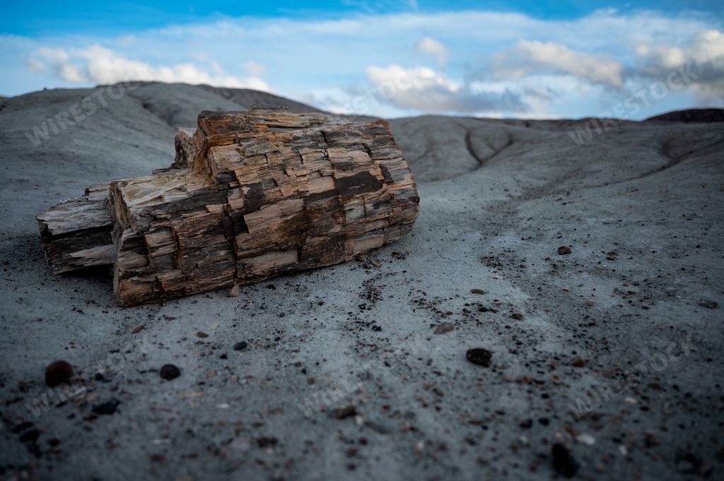 Petrified wood in the Petrified Forest National Park, Arizona.