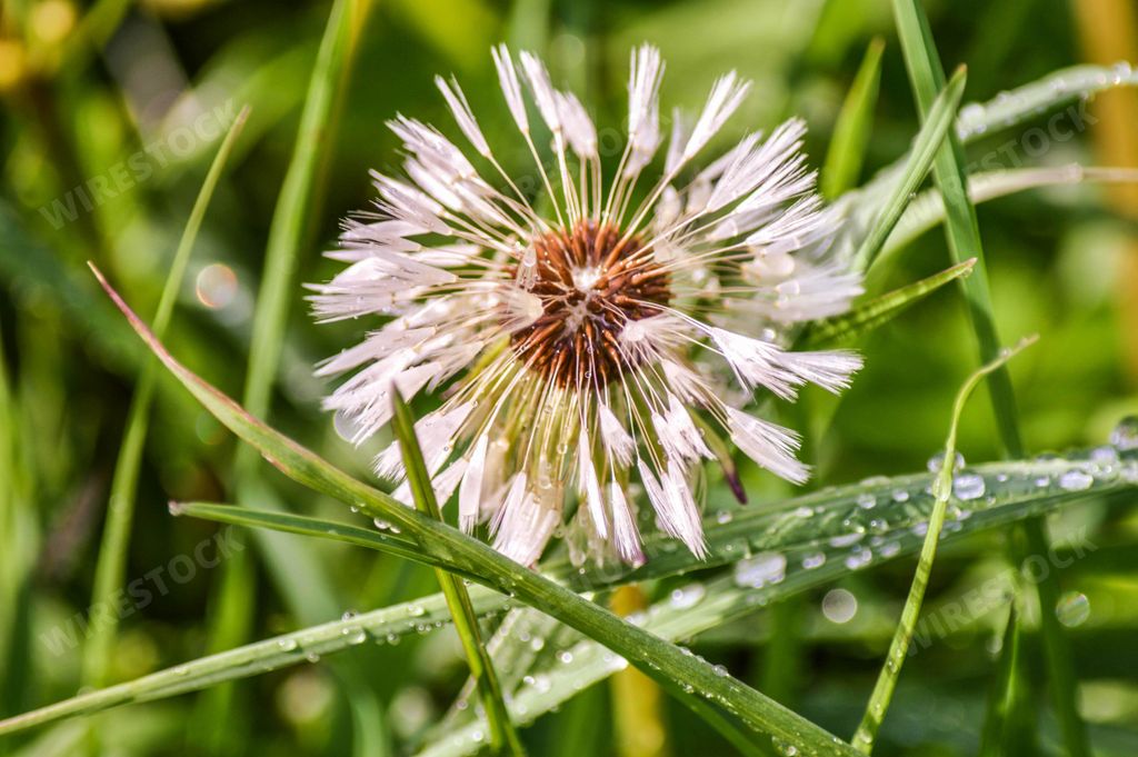 A closeup shot of a beautiful common dandelion