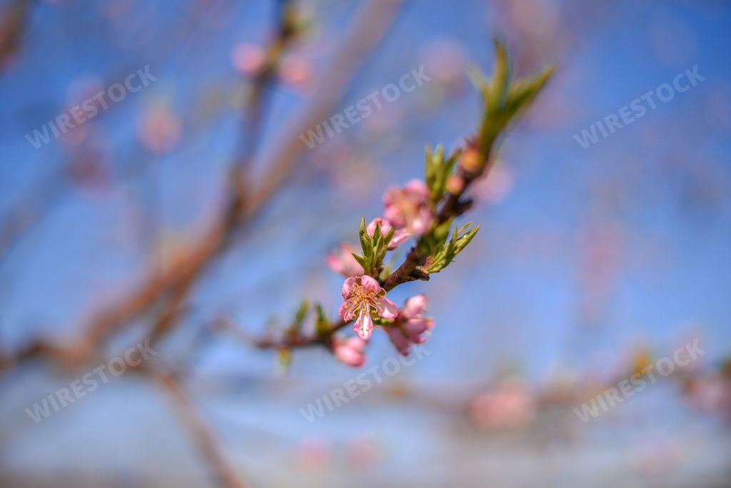 A closeup shot of peachtree flowers