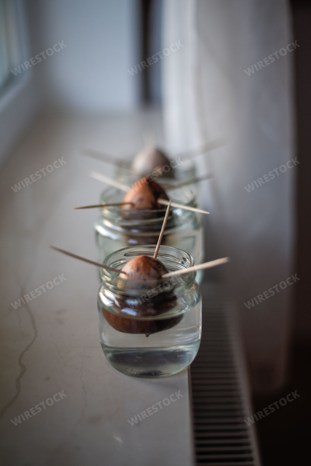 The three avocado seed in a glass with water first growth stage of the avocado plant