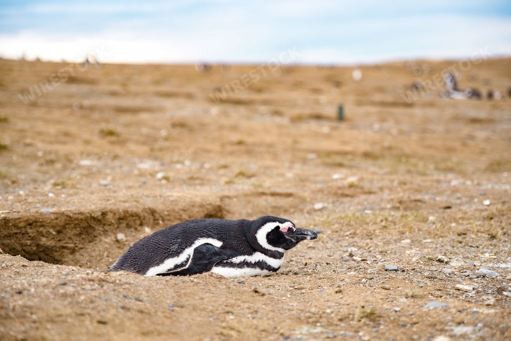 A penguin rests by its nest hole on the ground