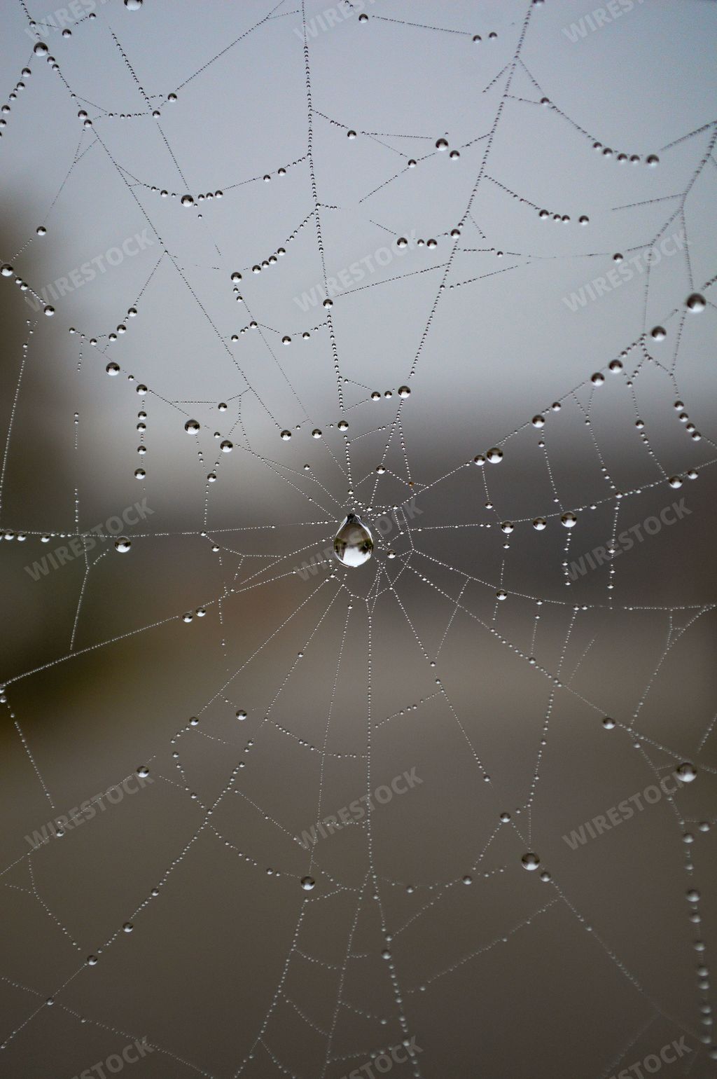 A macro shot of a cobweb with water drops after rain