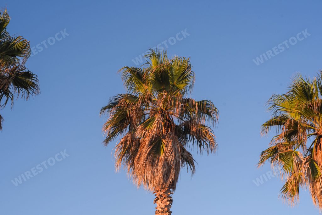 The palm under the sky