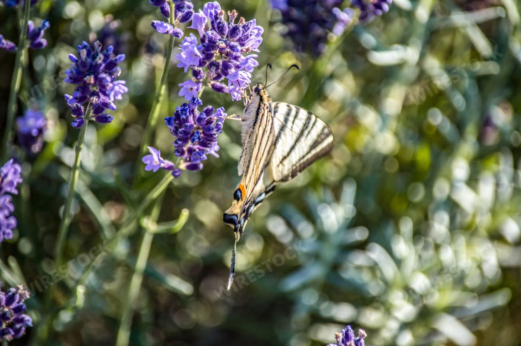 A closeup shot of a beautiful butterfly perched on a blooming lavender flower in a field
