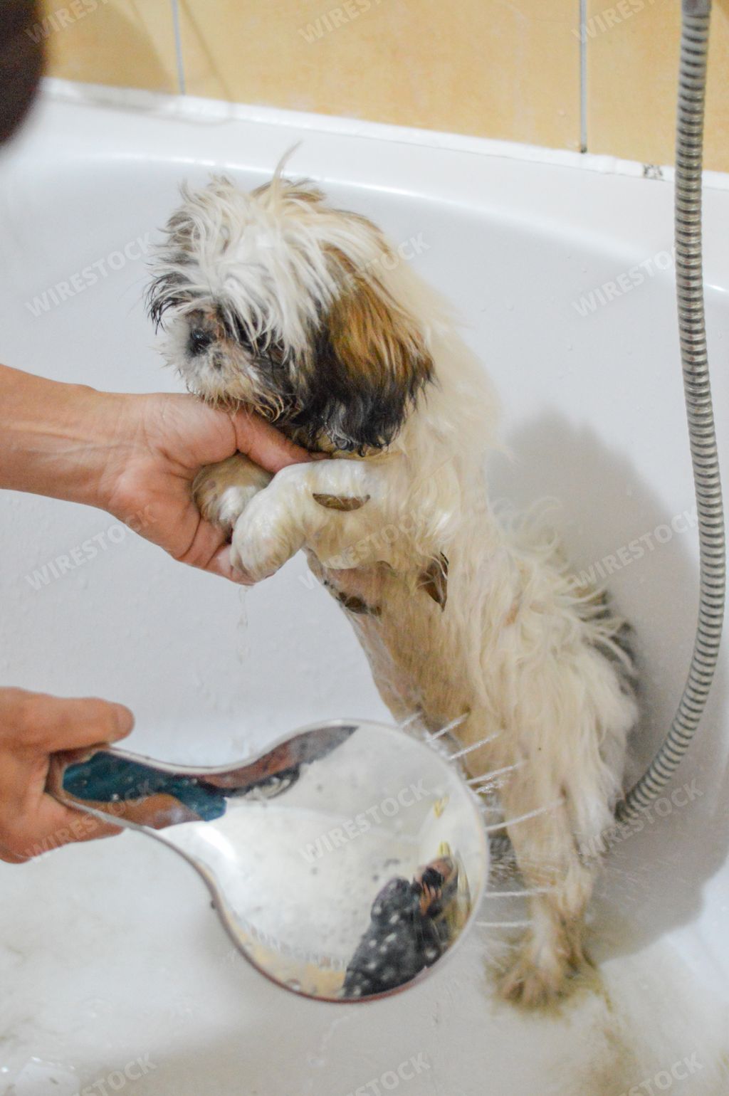 A Shih Tzu puppy being bathed by its owner in s tub