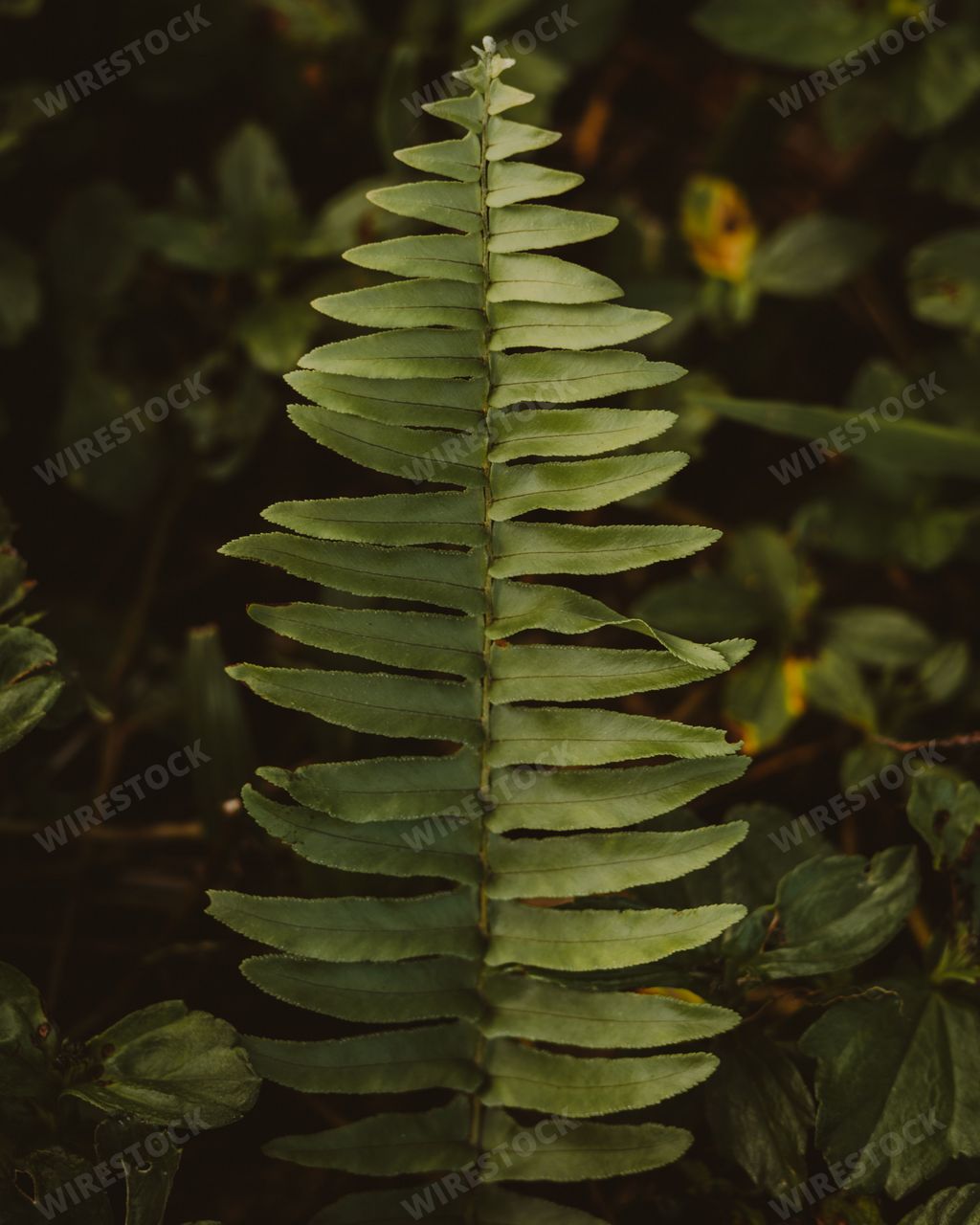 A close up shot of a Fern plant - great for natural wallpapers