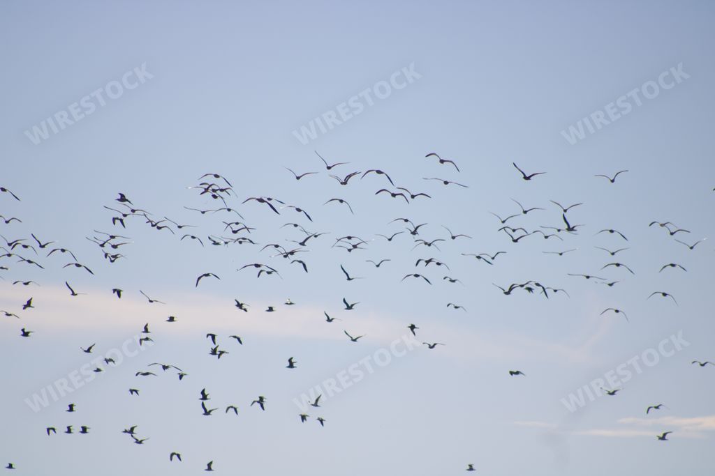 A beautiful shot of a flock of lovely birds flying high in the blue cloudy sky during the daytime