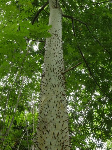 Mark Seath | Growing tree with thorns on trunk