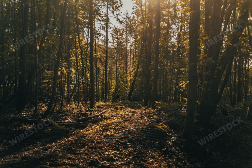 sunlight shining in the forest at a warm summer day
