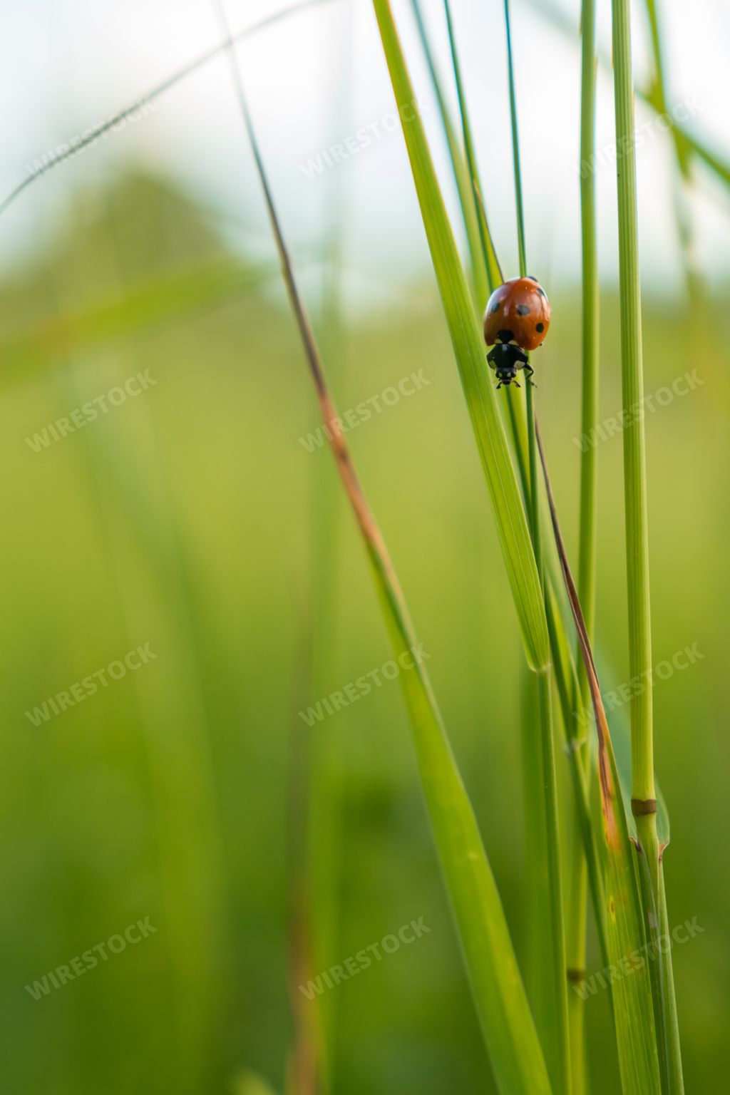 A vertical closeup shot of a ladybug on a green plant