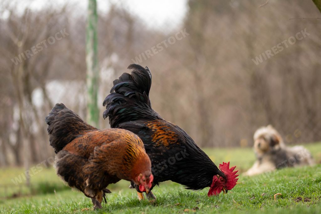 two chickens pecking on the grass by a dog in the background Stock photo Wirestock