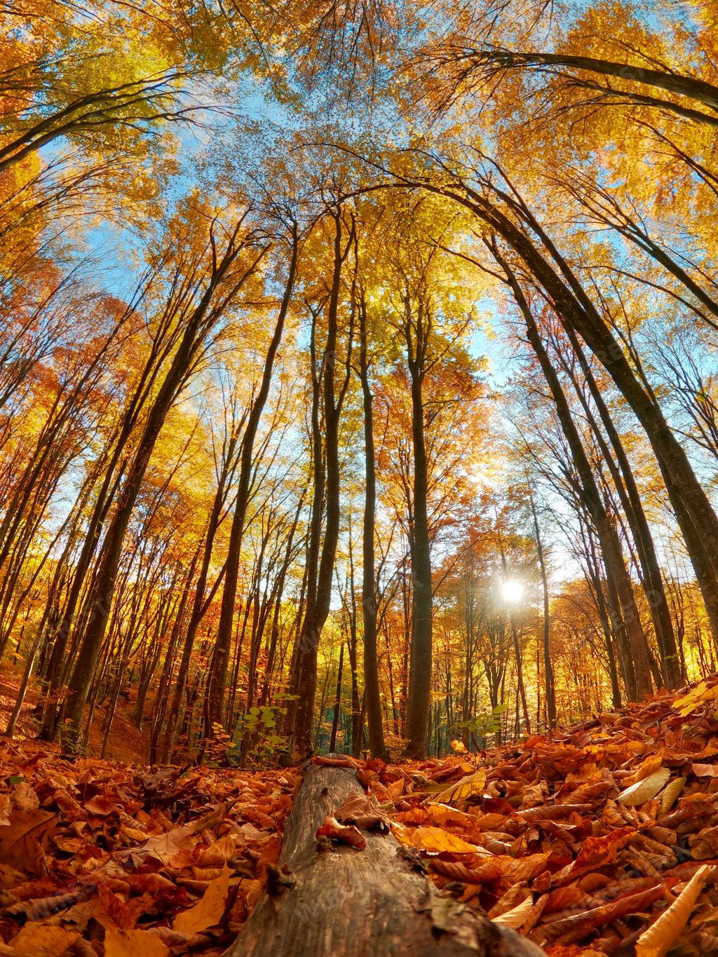 A vertical fisheye low angle shot of tall skinny trees in a forest during autumn with colorful leaves