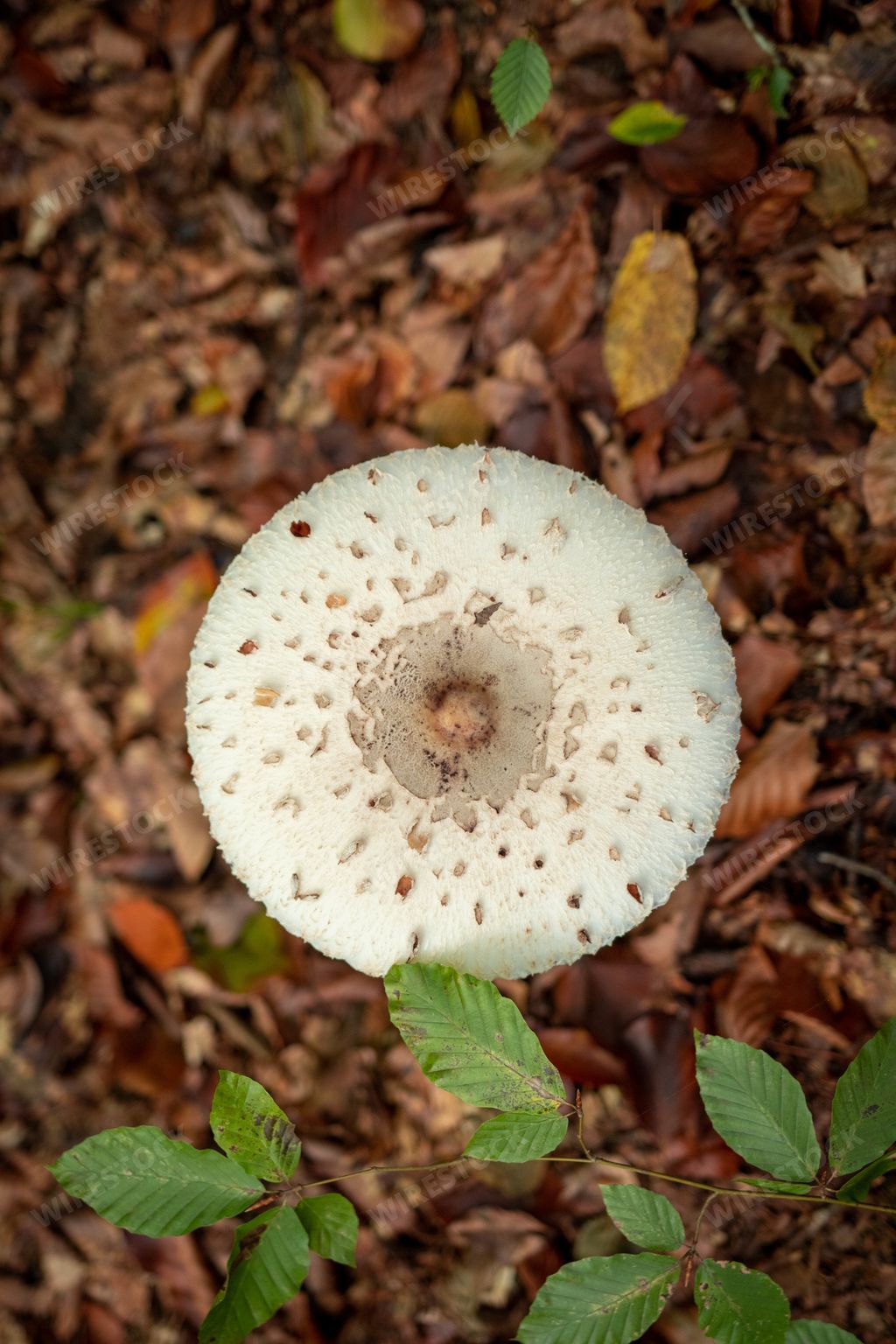 A top view of a Parasol mushroom in the forest during autumn time