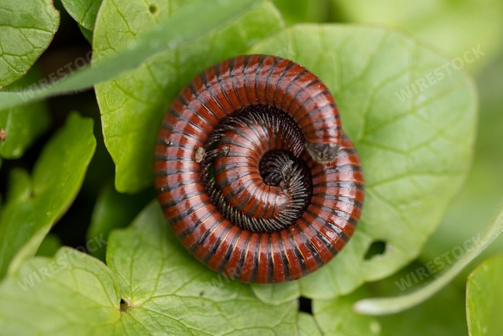 A close-up shot of a centipede, with its distinctive red and black stripes, crawling on green foliage in a grassy environment