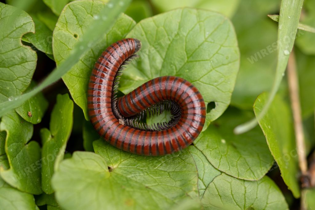 A closeup of a red worm on a green leaf in a garden